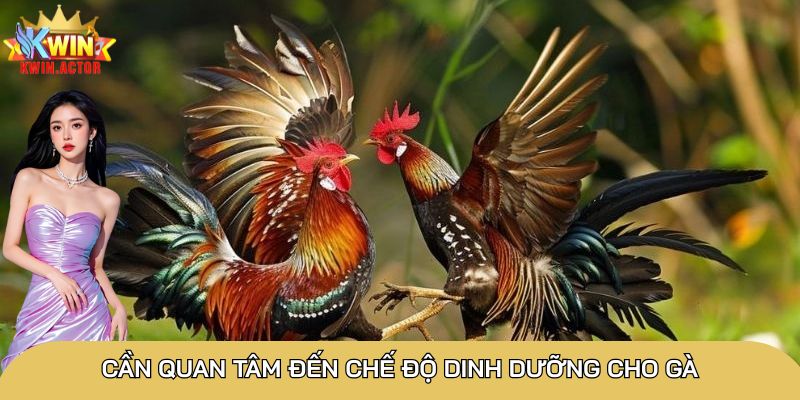 Gà chọi Thái: Những thông tin cần biết về chiến kê 3 Cần quan tâm đến chế độ dinh dưỡng cho gà