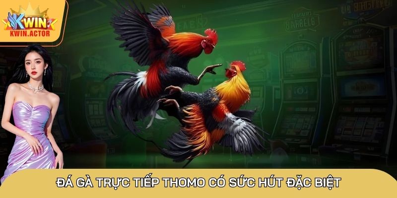 Có đa dạng loại chiến kê quy tụ tại trường gà Thomo